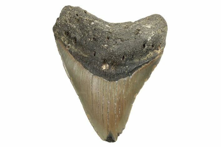 Fossil Megalodon Tooth - North Carolina #190783